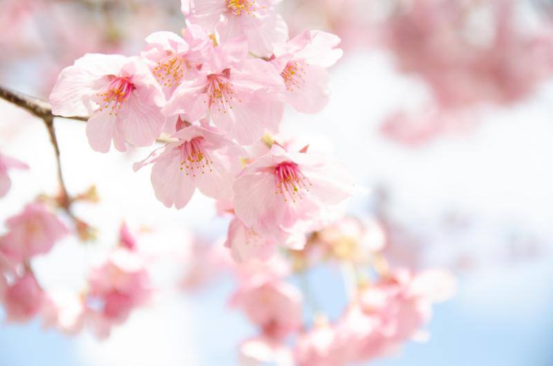 アップで撮られた桜の花